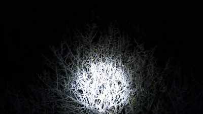 (bushes rustling) - The Outwaters