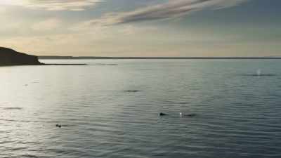 But 40 years ago, - Planet Earth III
