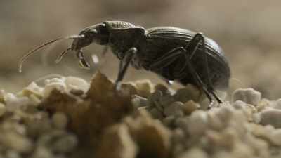 But after a decade of drought,
it's now bone dry. - Prehistoric Planet