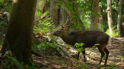 But a distracted stag becomes - Our Great National Parks
