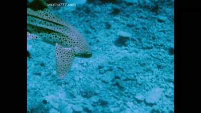 But for a diver, a shark bite,
whether accidental or deliberate, - Becoming Cousteau