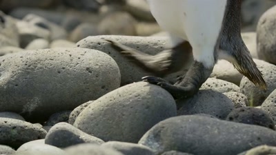 'But even a fully-fledged penguin - A Year on Planet Earth