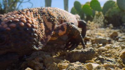 But a Gila monster hunts by smell... - Tiny World