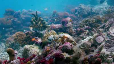 But a large crab is a dangerous quarry. - Blue Planet II