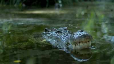 But a mature saltwater crocodile - Modern Dinosaurs