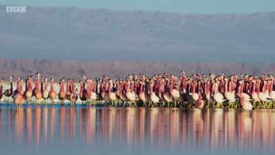 But after a month of dancing, - Planet Earth: A Celebration