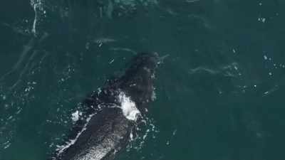 But a mother never
lets her calf stray too far... - Planet Earth III