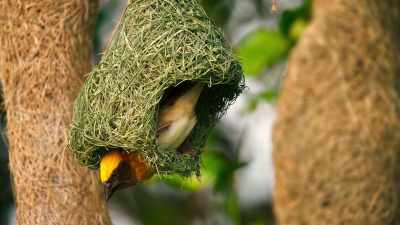 But a nest this light
could easily be destroyed in the wind. - The Secret Lives of Animals
