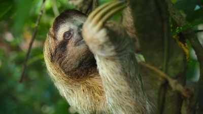 But a special relationship
might just help them hide. - The Secret Lives of Animals