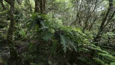 But a strange new partnership
might just save it. - The Green Planet