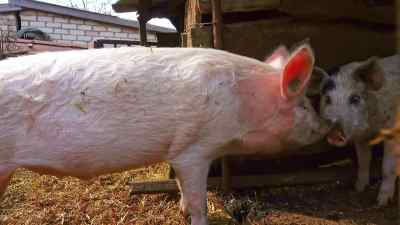 But actually the more you look at other species, - Pignorant