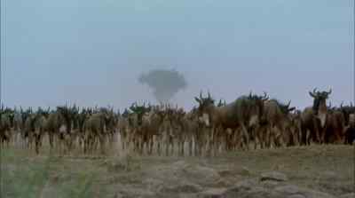 But ahead they face
their greatest peril - Africa: The Serengeti