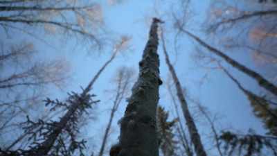 But all I have is one little
tiny sapling right here that - Life Below Zero: Next Generation