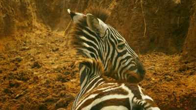 But, when all strength is gone, - Serengeti