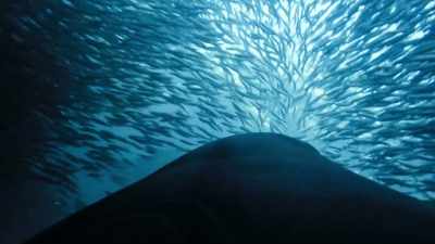 But all this underwater noise
attracts others. - Blue Planet II