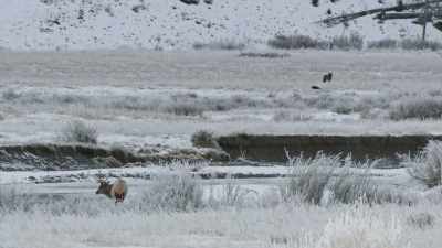 But alone, blacktail has almost
no chance of taking it down. - Epic Yellowstone