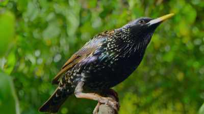 But this alone is not enough
to convince a sharp-eyed starling. - The Secret Lives of Animals
