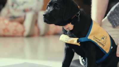 But also at their final period
of rapid brain development. - Inside the Mind of a Dog
