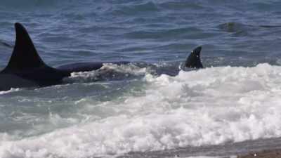 ''But she always
has her family's back.'' - Secrets of the Whales