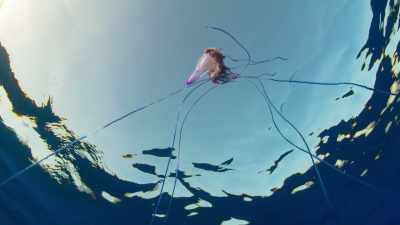 But among the jellies, - Blue Planet II