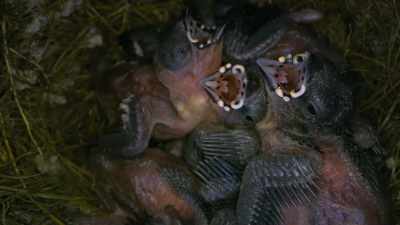 But among them,
in this nest, there is an impostor. - Attenborough's Life in Colour