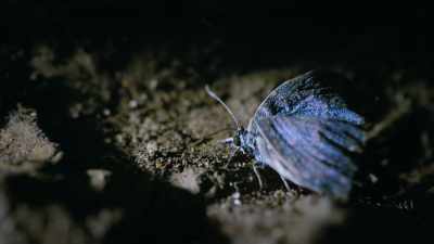But, when an Alcon blue
becomes a butterfly, - Super/Natural