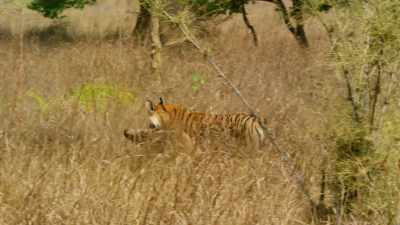 But for another eight months, - Dynasties