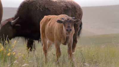 But we are also
the only species which, - The American Buffalo
