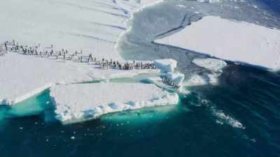 But they are in their element... - Frozen Planet II