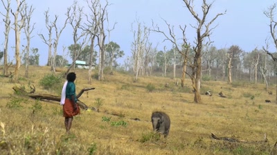 But we are not able to save all of them. - The Elephant Whisperers