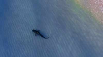 But they aren't the only sharks
coming closer and closer. - Shark Attack Files