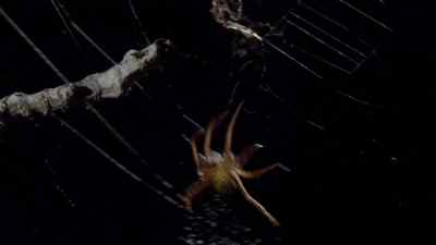 But before Argiope can strike, - Micro Monsters with David Attenborough