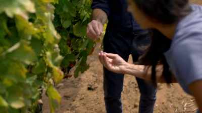 But Arianna is said
to be producing - Stanley Tucci: Searching for Italy