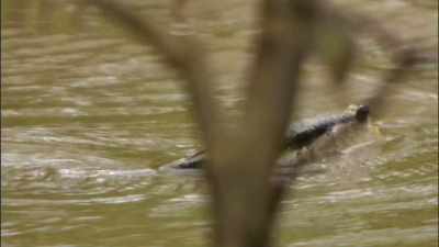 But aside
from the boring‐ass penguins, - When Nature Calls with Helen Mirren