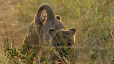But aside
from the boring‐ass penguins, - When Nature Calls with Helen Mirren