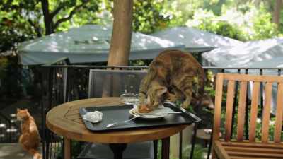 But at home,
and I know from my own cats - Kedi