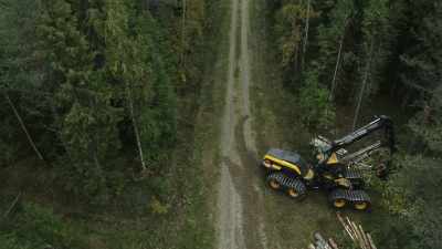 But at the forest level, - Wild Nordic