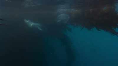 But at this time of the year, - Frozen Planet II