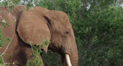 But when Athena rumbles, "Move on," - The Elephant Queen