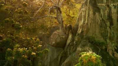 But Bakari is determined
to win Sabera back... - Serengeti