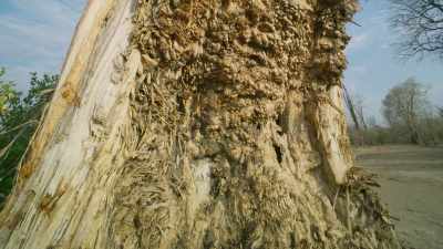 But its battered surface is evidence - The Green Planet