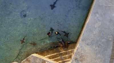 But to be able to
seriously attack on land, - Shark Attack Files