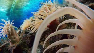 But being rooted to the sea floor - Seven Worlds, One Planet