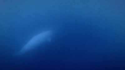 "But belugas channel sound
through their jaws." - Secrets of the Whales