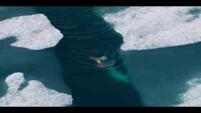 But belugas have no dorsal fin, - Our Oceans