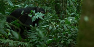 But Bergl has no family. - Chimp Empire