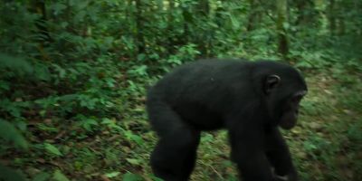 But Bergl is staying. - Chimp Empire
