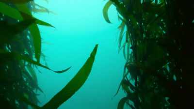 But beyond lie deeper waters
with nowhere to hide. - Our Great National Parks