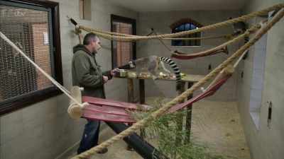 'But big public zoos
are typically staffed - Britain's Tiger Kings - On the Trail with Ross Kemp