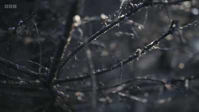 But birds are using this wood
as a temporary home, - Wild Isles